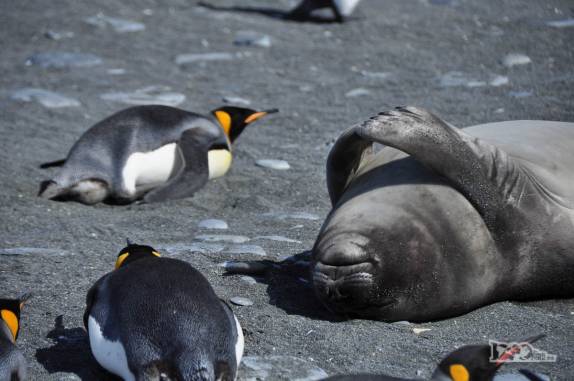 Pequeno elefante-marinho se espreguiça entre pinguins rei na praia de Gold Harbour, na Geórgia do Sul